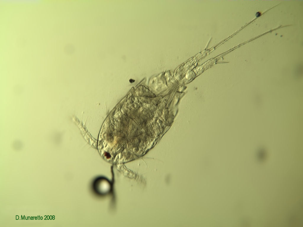Ancora adulti di COPEPODE...